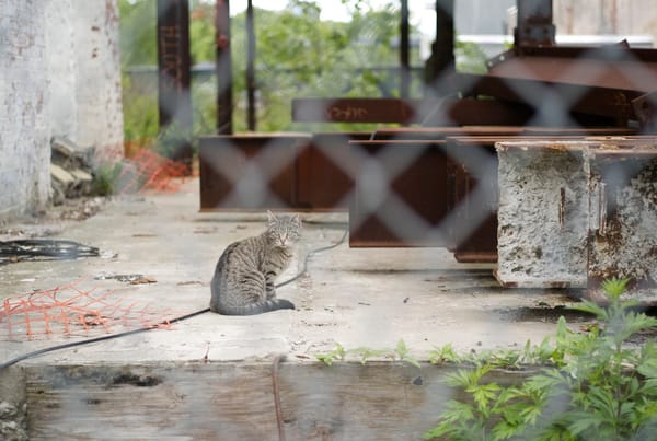 Welcome to their city